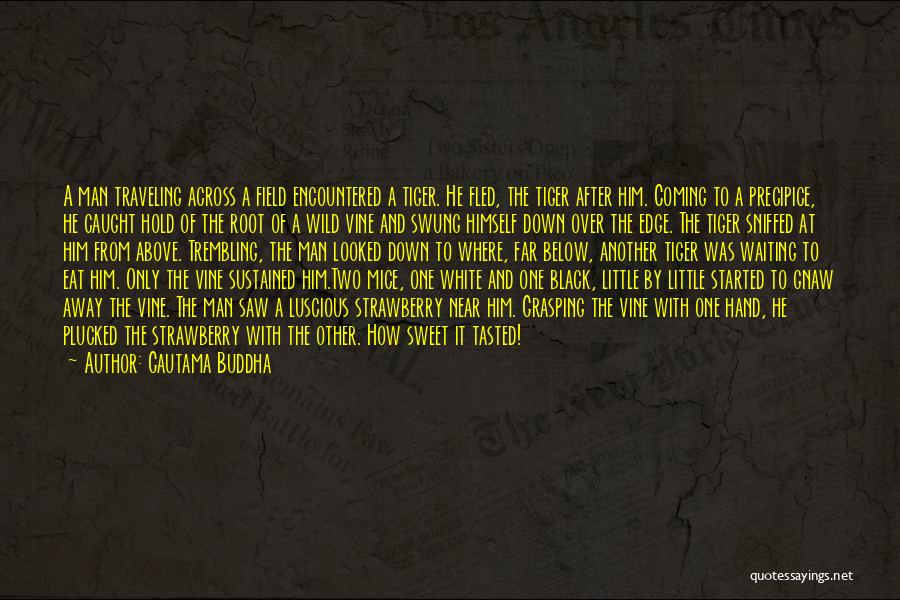 Gautama Buddha Quotes: A Man Traveling Across A Field Encountered A Tiger. He Fled, The Tiger After Him. Coming To A Precipice, He