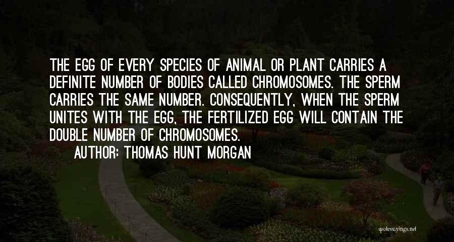 Thomas Hunt Morgan Quotes: The Egg Of Every Species Of Animal Or Plant Carries A Definite Number Of Bodies Called Chromosomes. The Sperm Carries