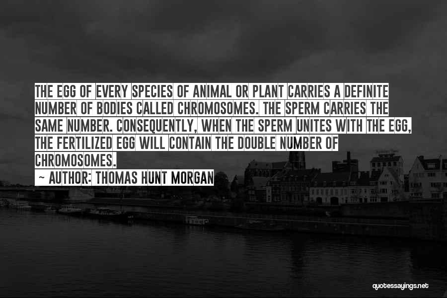 Thomas Hunt Morgan Quotes: The Egg Of Every Species Of Animal Or Plant Carries A Definite Number Of Bodies Called Chromosomes. The Sperm Carries