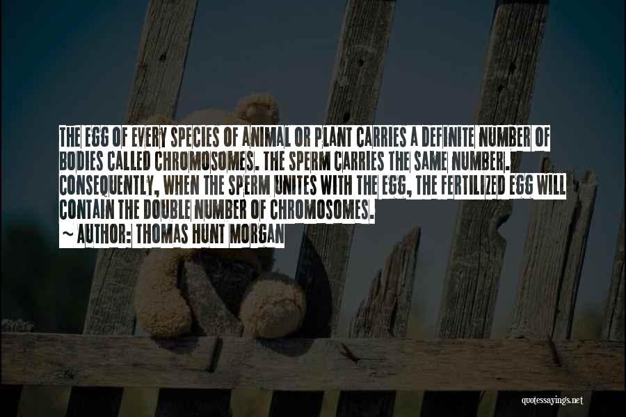 Thomas Hunt Morgan Quotes: The Egg Of Every Species Of Animal Or Plant Carries A Definite Number Of Bodies Called Chromosomes. The Sperm Carries