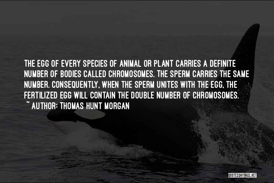 Thomas Hunt Morgan Quotes: The Egg Of Every Species Of Animal Or Plant Carries A Definite Number Of Bodies Called Chromosomes. The Sperm Carries