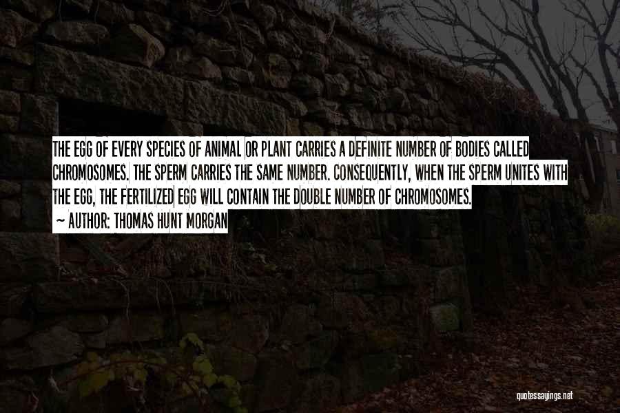 Thomas Hunt Morgan Quotes: The Egg Of Every Species Of Animal Or Plant Carries A Definite Number Of Bodies Called Chromosomes. The Sperm Carries