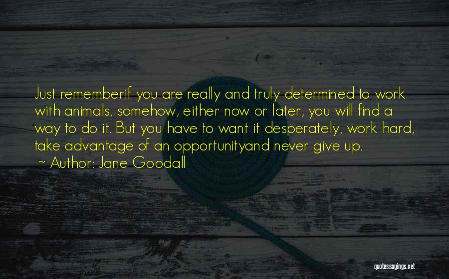 Jane Goodall Quotes: Just Rememberif You Are Really And Truly Determined To Work With Animals, Somehow, Either Now Or Later, You Will Find