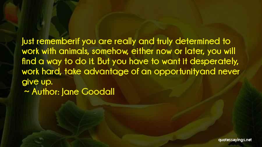 Jane Goodall Quotes: Just Rememberif You Are Really And Truly Determined To Work With Animals, Somehow, Either Now Or Later, You Will Find