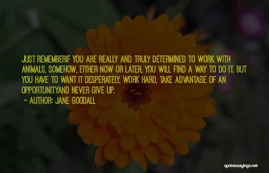 Jane Goodall Quotes: Just Rememberif You Are Really And Truly Determined To Work With Animals, Somehow, Either Now Or Later, You Will Find