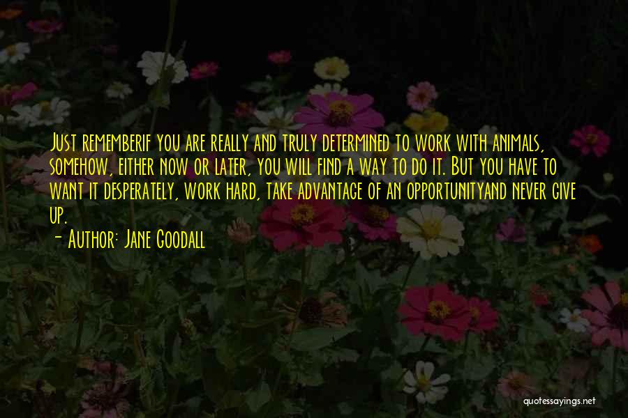 Jane Goodall Quotes: Just Rememberif You Are Really And Truly Determined To Work With Animals, Somehow, Either Now Or Later, You Will Find