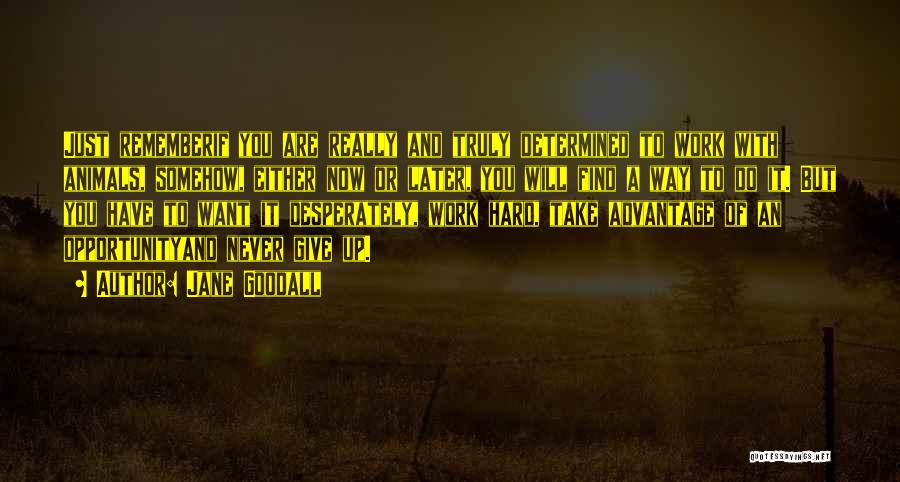 Jane Goodall Quotes: Just Rememberif You Are Really And Truly Determined To Work With Animals, Somehow, Either Now Or Later, You Will Find