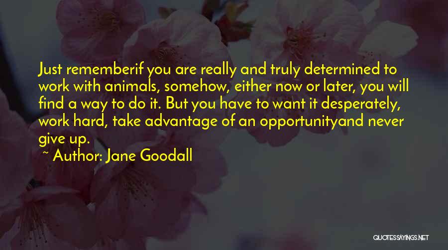 Jane Goodall Quotes: Just Rememberif You Are Really And Truly Determined To Work With Animals, Somehow, Either Now Or Later, You Will Find