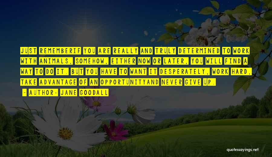 Jane Goodall Quotes: Just Rememberif You Are Really And Truly Determined To Work With Animals, Somehow, Either Now Or Later, You Will Find