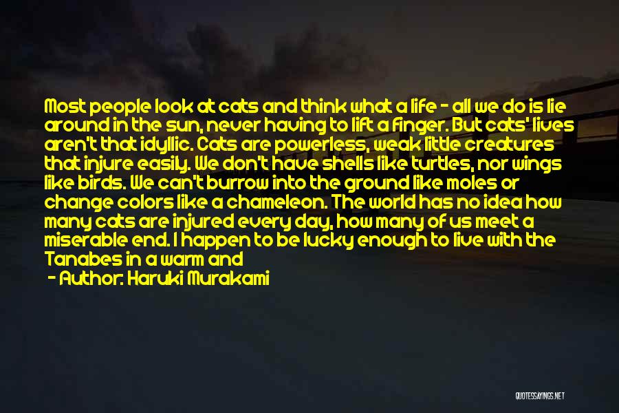 Haruki Murakami Quotes: Most People Look At Cats And Think What A Life - All We Do Is Lie Around In The Sun,