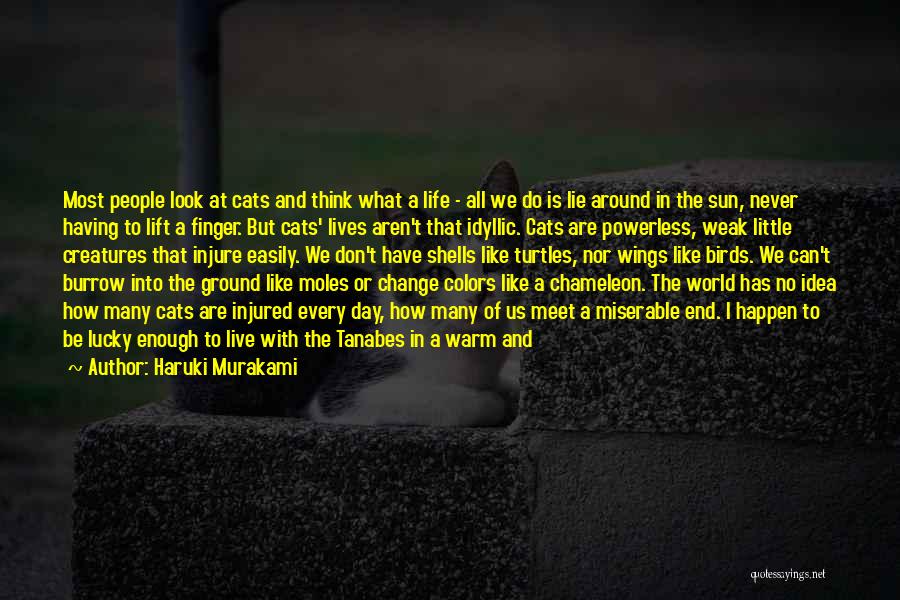 Haruki Murakami Quotes: Most People Look At Cats And Think What A Life - All We Do Is Lie Around In The Sun,