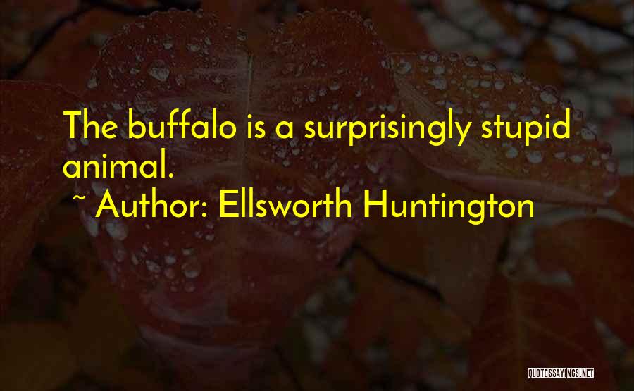 Ellsworth Huntington Quotes: The Buffalo Is A Surprisingly Stupid Animal.