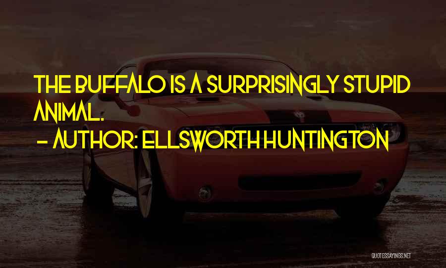 Ellsworth Huntington Quotes: The Buffalo Is A Surprisingly Stupid Animal.