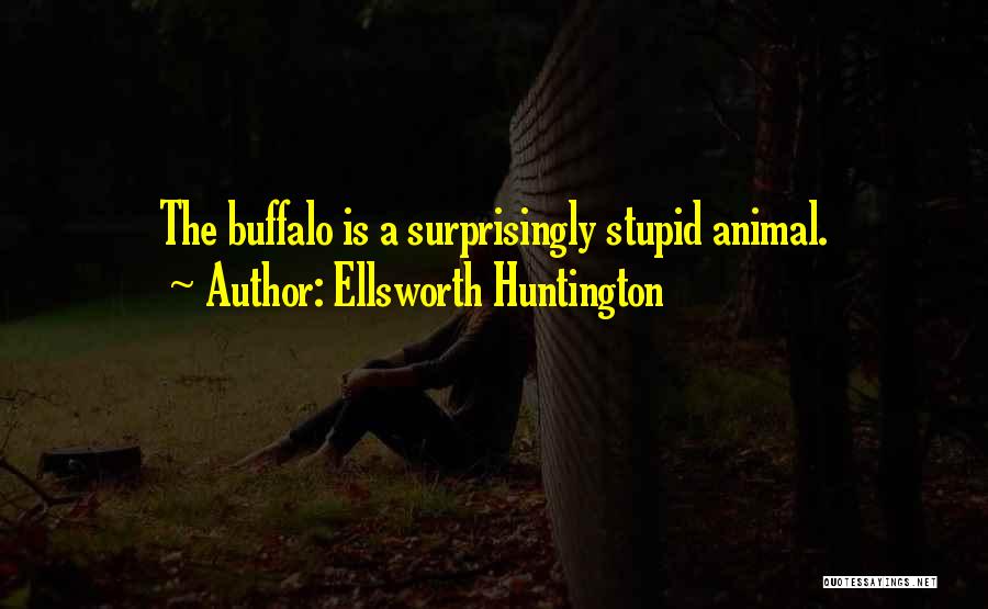 Ellsworth Huntington Quotes: The Buffalo Is A Surprisingly Stupid Animal.