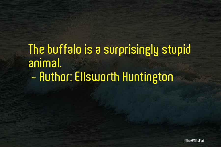 Ellsworth Huntington Quotes: The Buffalo Is A Surprisingly Stupid Animal.