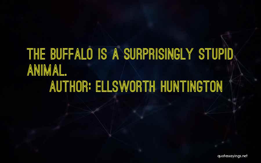 Ellsworth Huntington Quotes: The Buffalo Is A Surprisingly Stupid Animal.