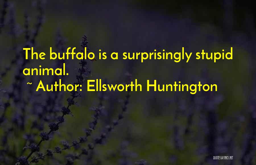 Ellsworth Huntington Quotes: The Buffalo Is A Surprisingly Stupid Animal.