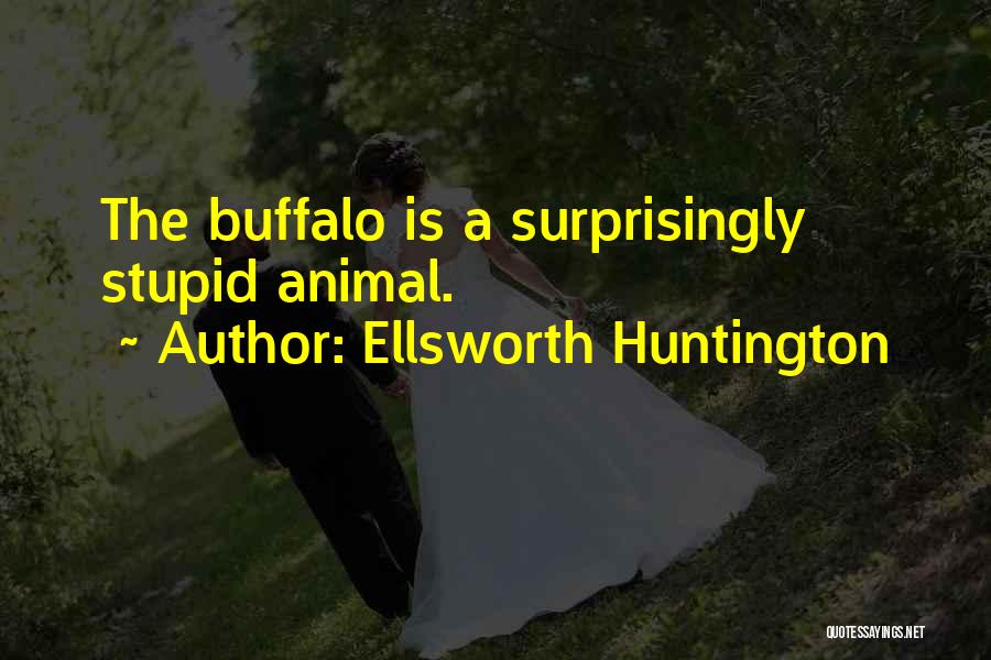 Ellsworth Huntington Quotes: The Buffalo Is A Surprisingly Stupid Animal.