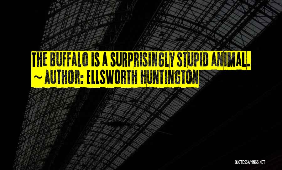 Ellsworth Huntington Quotes: The Buffalo Is A Surprisingly Stupid Animal.