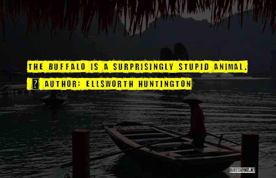 Ellsworth Huntington Quotes: The Buffalo Is A Surprisingly Stupid Animal.