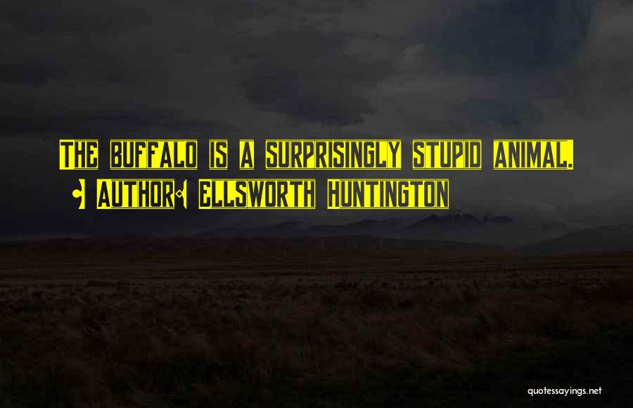 Ellsworth Huntington Quotes: The Buffalo Is A Surprisingly Stupid Animal.