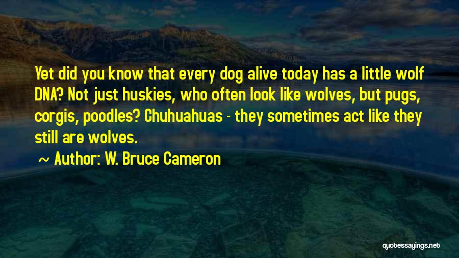 W. Bruce Cameron Quotes: Yet Did You Know That Every Dog Alive Today Has A Little Wolf Dna? Not Just Huskies, Who Often Look