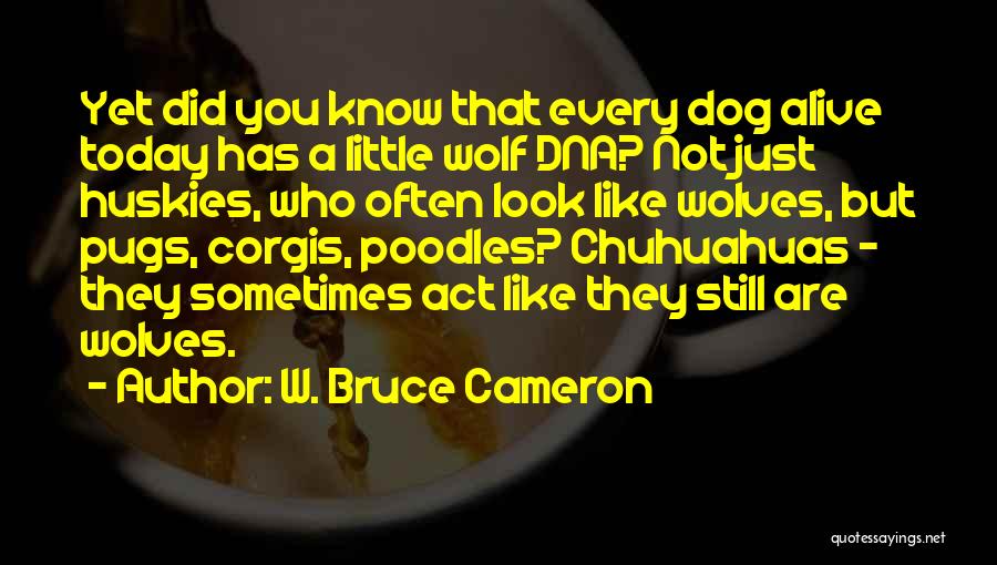 W. Bruce Cameron Quotes: Yet Did You Know That Every Dog Alive Today Has A Little Wolf Dna? Not Just Huskies, Who Often Look