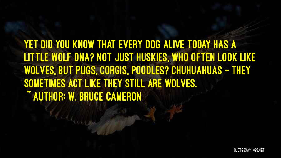 W. Bruce Cameron Quotes: Yet Did You Know That Every Dog Alive Today Has A Little Wolf Dna? Not Just Huskies, Who Often Look