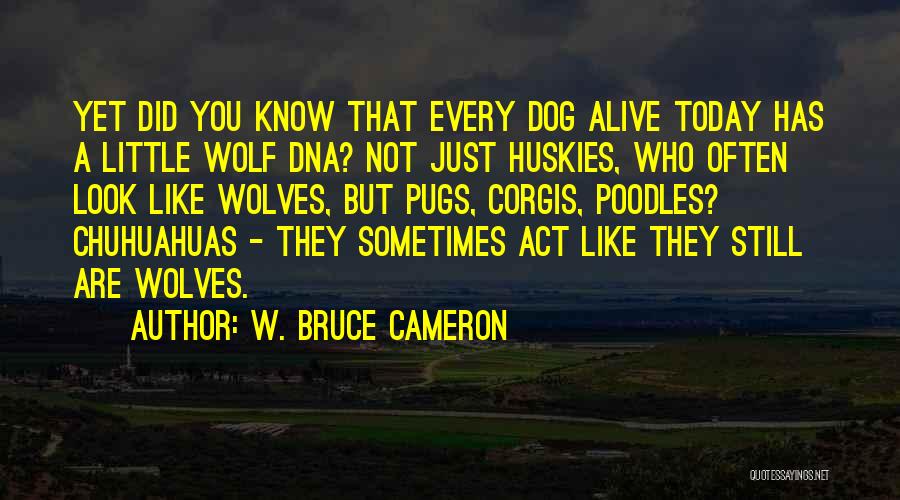 W. Bruce Cameron Quotes: Yet Did You Know That Every Dog Alive Today Has A Little Wolf Dna? Not Just Huskies, Who Often Look