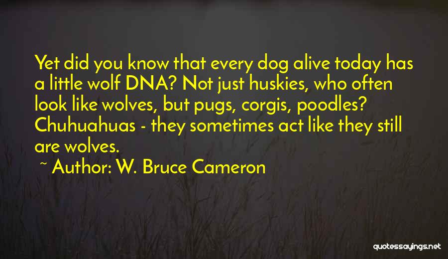 W. Bruce Cameron Quotes: Yet Did You Know That Every Dog Alive Today Has A Little Wolf Dna? Not Just Huskies, Who Often Look