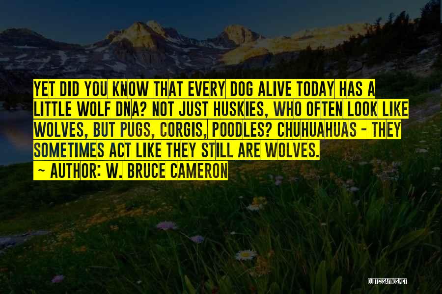 W. Bruce Cameron Quotes: Yet Did You Know That Every Dog Alive Today Has A Little Wolf Dna? Not Just Huskies, Who Often Look