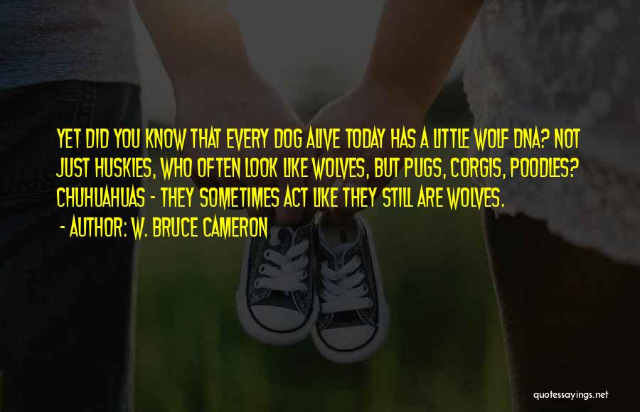 W. Bruce Cameron Quotes: Yet Did You Know That Every Dog Alive Today Has A Little Wolf Dna? Not Just Huskies, Who Often Look