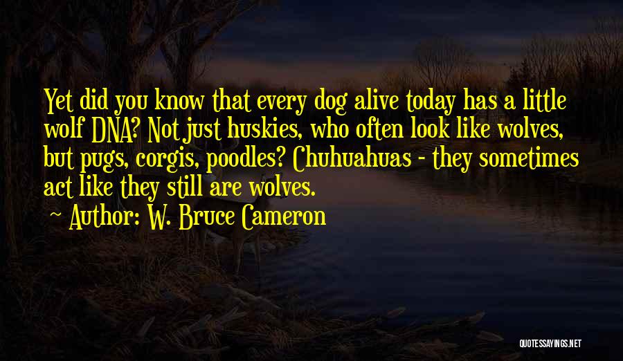 W. Bruce Cameron Quotes: Yet Did You Know That Every Dog Alive Today Has A Little Wolf Dna? Not Just Huskies, Who Often Look