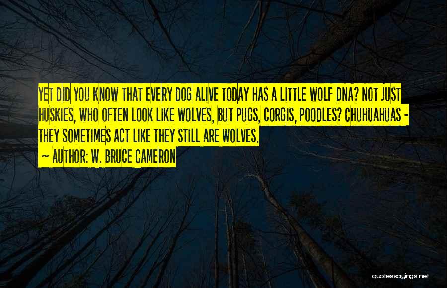 W. Bruce Cameron Quotes: Yet Did You Know That Every Dog Alive Today Has A Little Wolf Dna? Not Just Huskies, Who Often Look