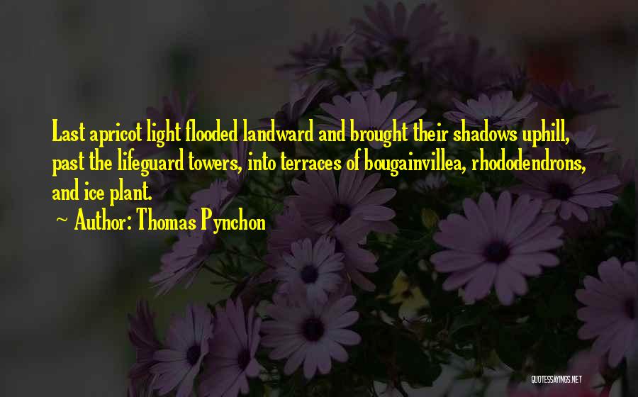 Thomas Pynchon Quotes: Last Apricot Light Flooded Landward And Brought Their Shadows Uphill, Past The Lifeguard Towers, Into Terraces Of Bougainvillea, Rhododendrons, And