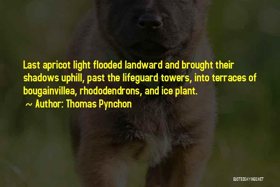 Thomas Pynchon Quotes: Last Apricot Light Flooded Landward And Brought Their Shadows Uphill, Past The Lifeguard Towers, Into Terraces Of Bougainvillea, Rhododendrons, And