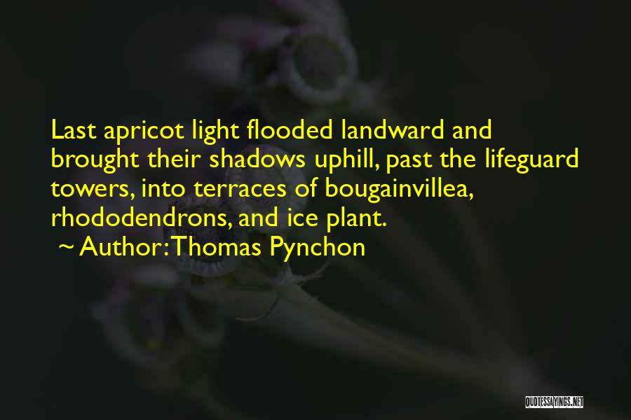 Thomas Pynchon Quotes: Last Apricot Light Flooded Landward And Brought Their Shadows Uphill, Past The Lifeguard Towers, Into Terraces Of Bougainvillea, Rhododendrons, And