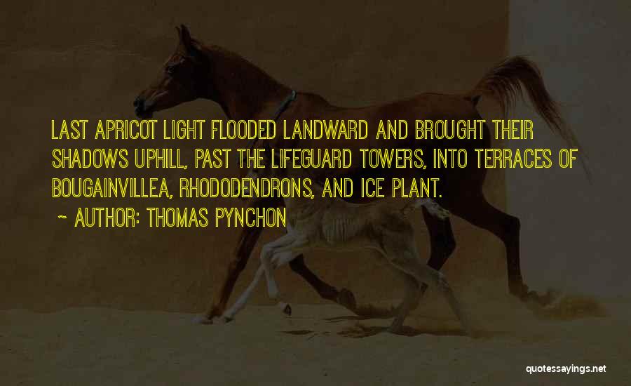 Thomas Pynchon Quotes: Last Apricot Light Flooded Landward And Brought Their Shadows Uphill, Past The Lifeguard Towers, Into Terraces Of Bougainvillea, Rhododendrons, And