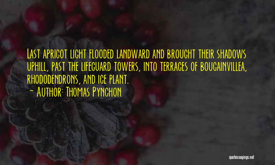 Thomas Pynchon Quotes: Last Apricot Light Flooded Landward And Brought Their Shadows Uphill, Past The Lifeguard Towers, Into Terraces Of Bougainvillea, Rhododendrons, And