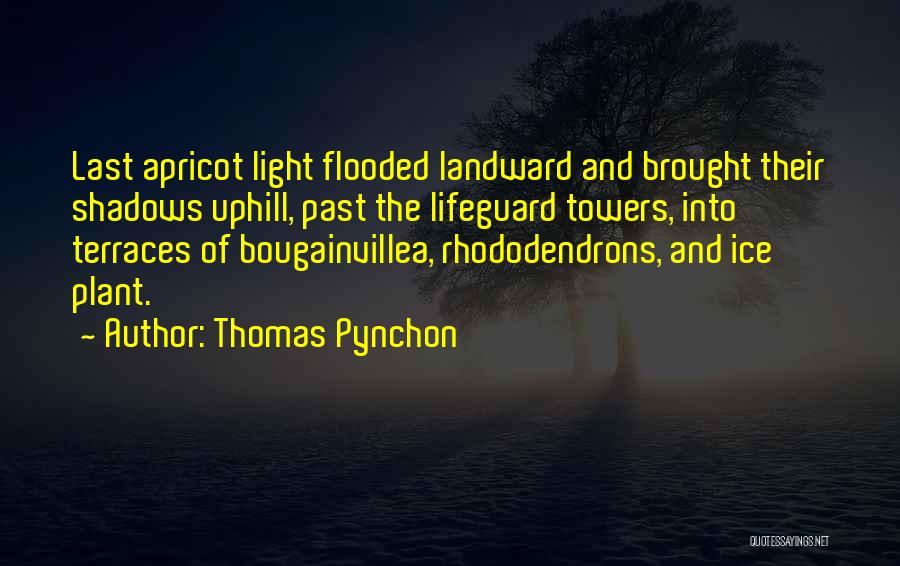 Thomas Pynchon Quotes: Last Apricot Light Flooded Landward And Brought Their Shadows Uphill, Past The Lifeguard Towers, Into Terraces Of Bougainvillea, Rhododendrons, And