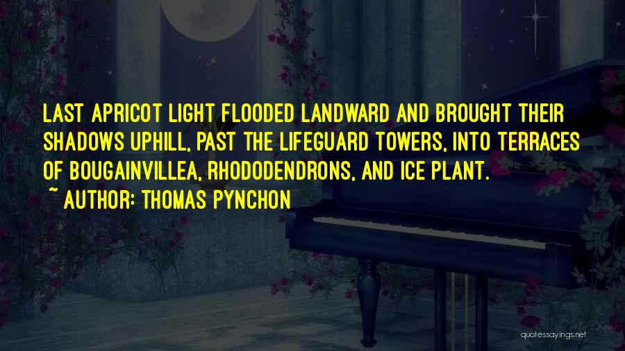 Thomas Pynchon Quotes: Last Apricot Light Flooded Landward And Brought Their Shadows Uphill, Past The Lifeguard Towers, Into Terraces Of Bougainvillea, Rhododendrons, And