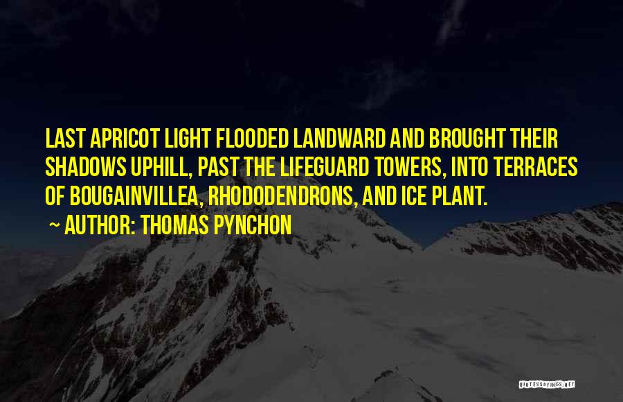 Thomas Pynchon Quotes: Last Apricot Light Flooded Landward And Brought Their Shadows Uphill, Past The Lifeguard Towers, Into Terraces Of Bougainvillea, Rhododendrons, And