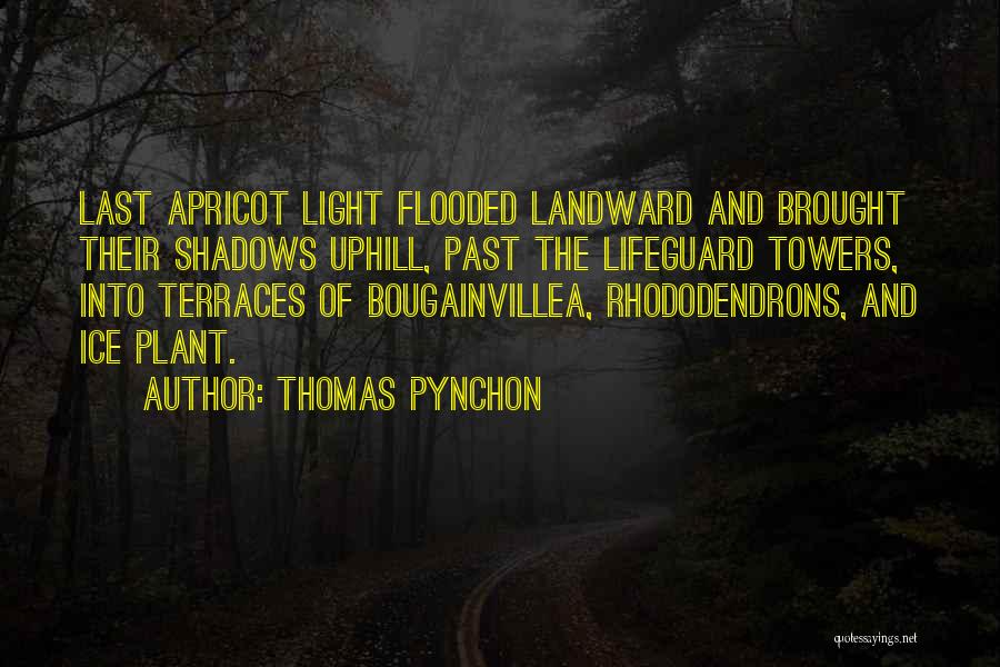 Thomas Pynchon Quotes: Last Apricot Light Flooded Landward And Brought Their Shadows Uphill, Past The Lifeguard Towers, Into Terraces Of Bougainvillea, Rhododendrons, And