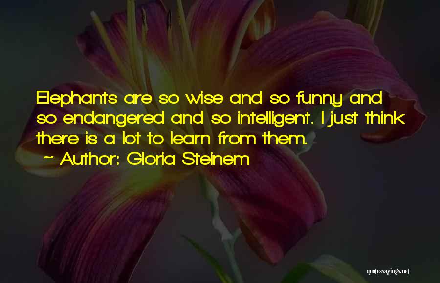 Gloria Steinem Quotes: Elephants Are So Wise And So Funny And So Endangered And So Intelligent. I Just Think There Is A Lot