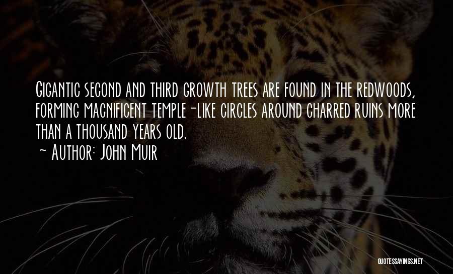 John Muir Quotes: Gigantic Second And Third Growth Trees Are Found In The Redwoods, Forming Magnificent Temple-like Circles Around Charred Ruins More Than