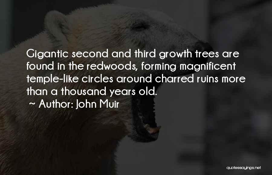 John Muir Quotes: Gigantic Second And Third Growth Trees Are Found In The Redwoods, Forming Magnificent Temple-like Circles Around Charred Ruins More Than