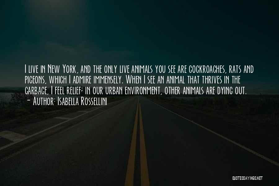 Isabella Rossellini Quotes: I Live In New York, And The Only Live Animals You See Are Cockroaches, Rats And Pigeons, Which I Admire