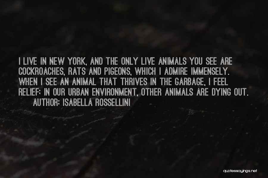 Isabella Rossellini Quotes: I Live In New York, And The Only Live Animals You See Are Cockroaches, Rats And Pigeons, Which I Admire