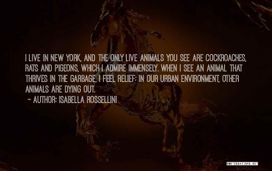 Isabella Rossellini Quotes: I Live In New York, And The Only Live Animals You See Are Cockroaches, Rats And Pigeons, Which I Admire