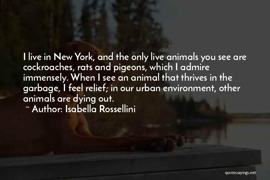 Isabella Rossellini Quotes: I Live In New York, And The Only Live Animals You See Are Cockroaches, Rats And Pigeons, Which I Admire